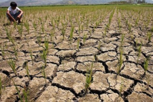 agriculture 2