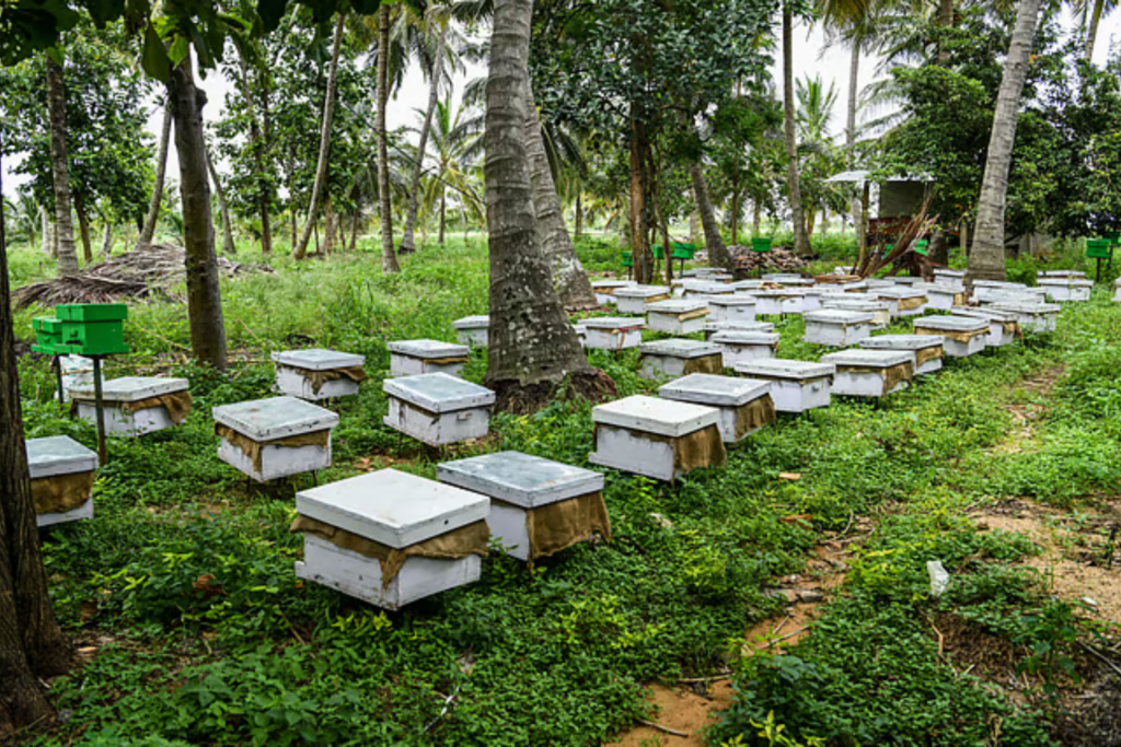 agriculture 6